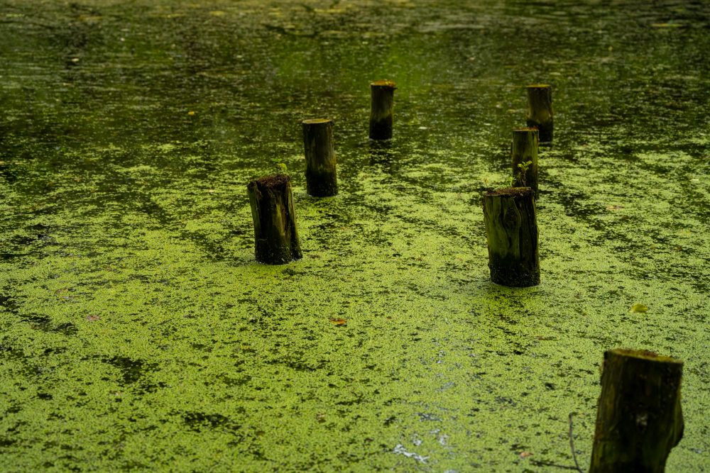 Toxic Pond When Community Ponds Can Become Deadly
