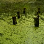 Toxic Pond When Community Ponds Can Become Deadly