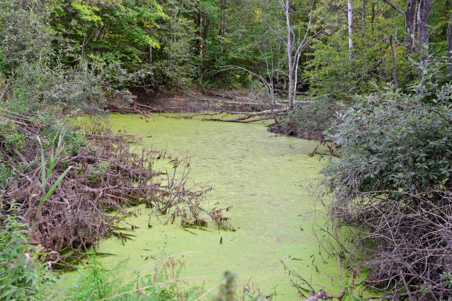 Toxic Pond When Community Ponds Can Become Deadly V2