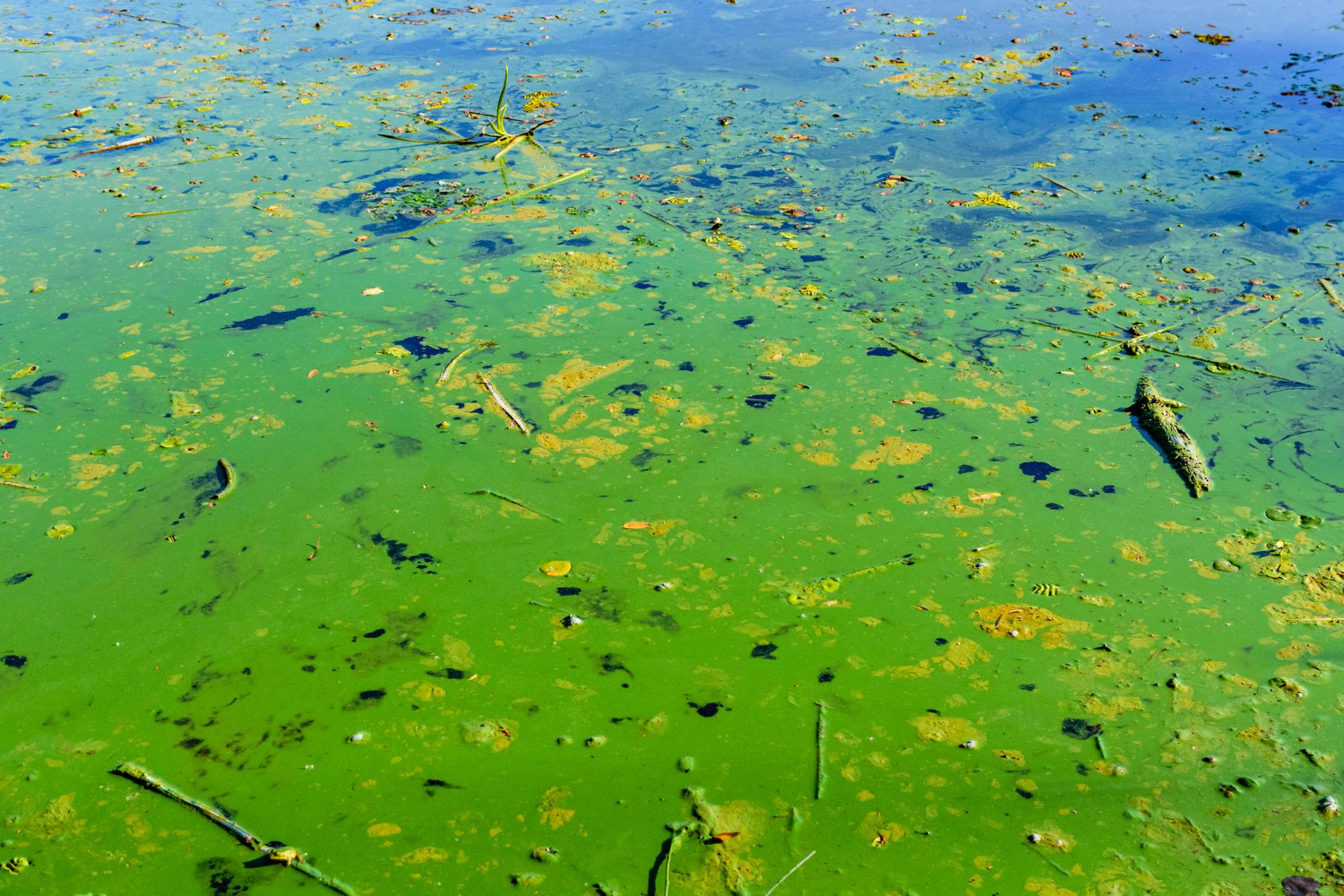 Toxic Pond When Community Ponds Can Become Deadly V3