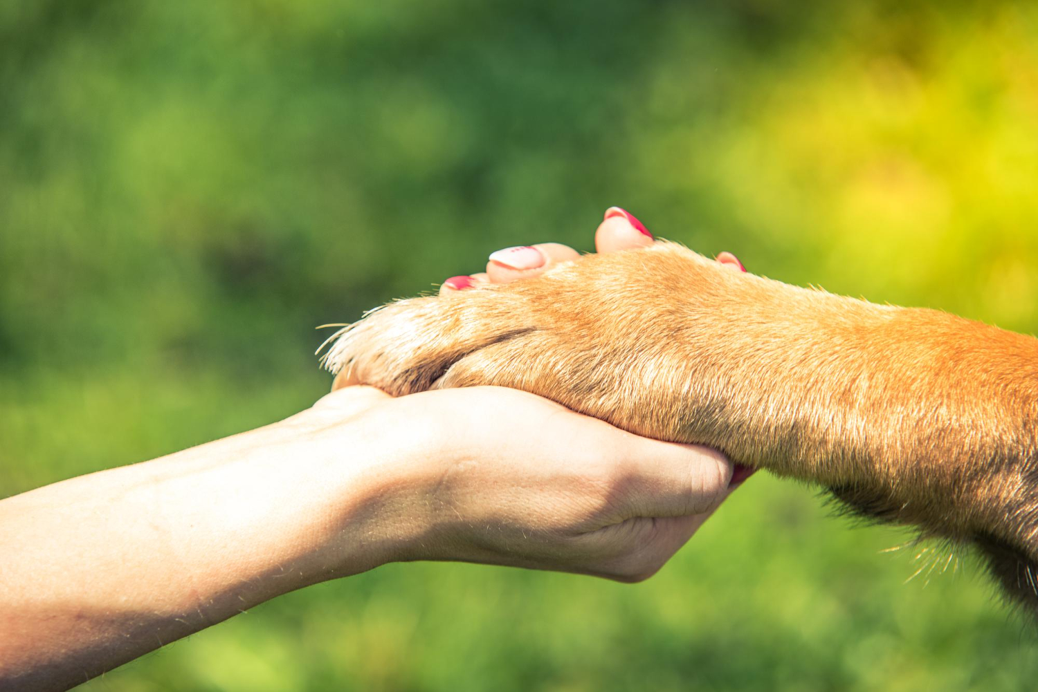 Ensuring Compassionate Accommodations Best Practices for Service and Support Animals V1