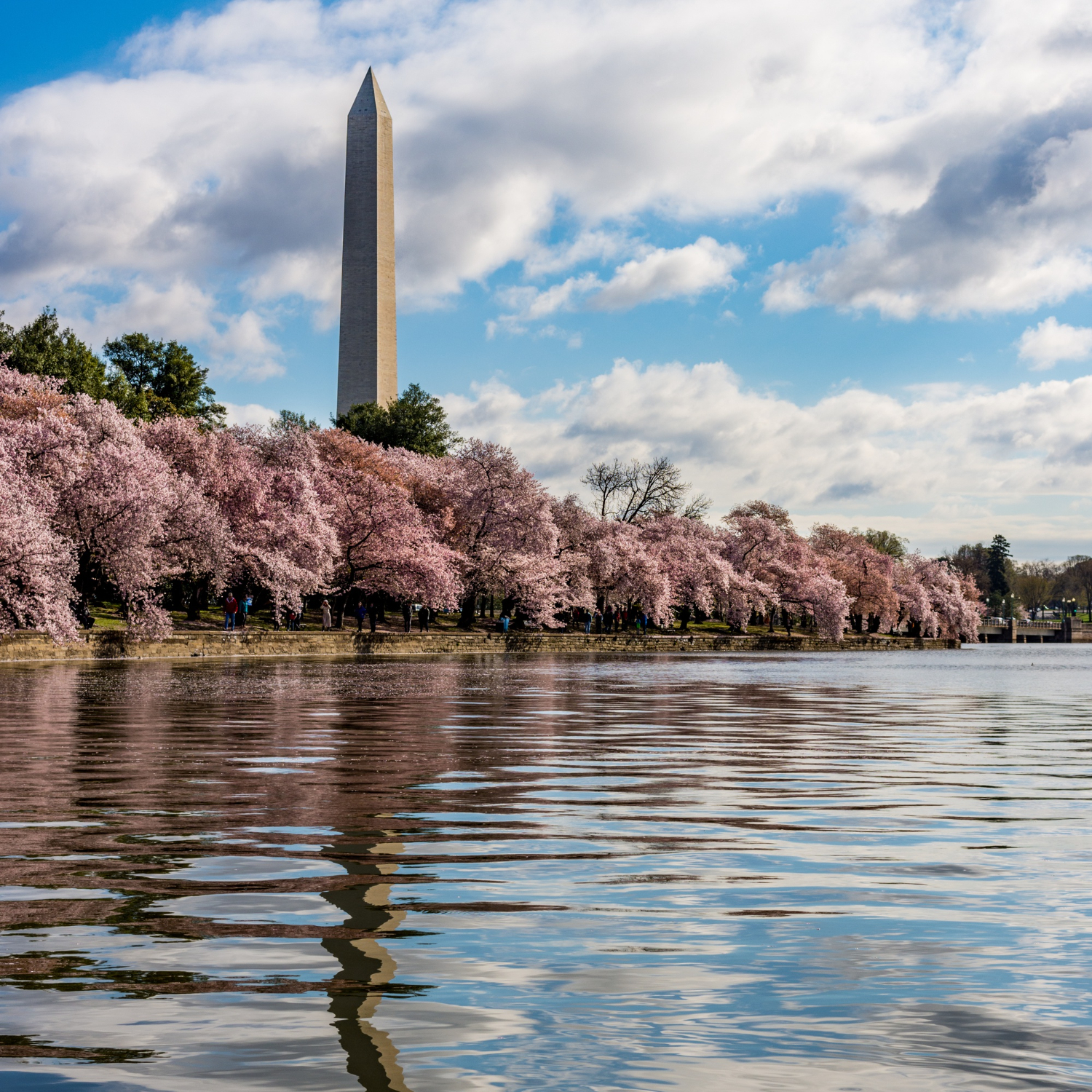 Washington Skyline